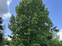 le_liquidambar_2_juin_2025.jpg